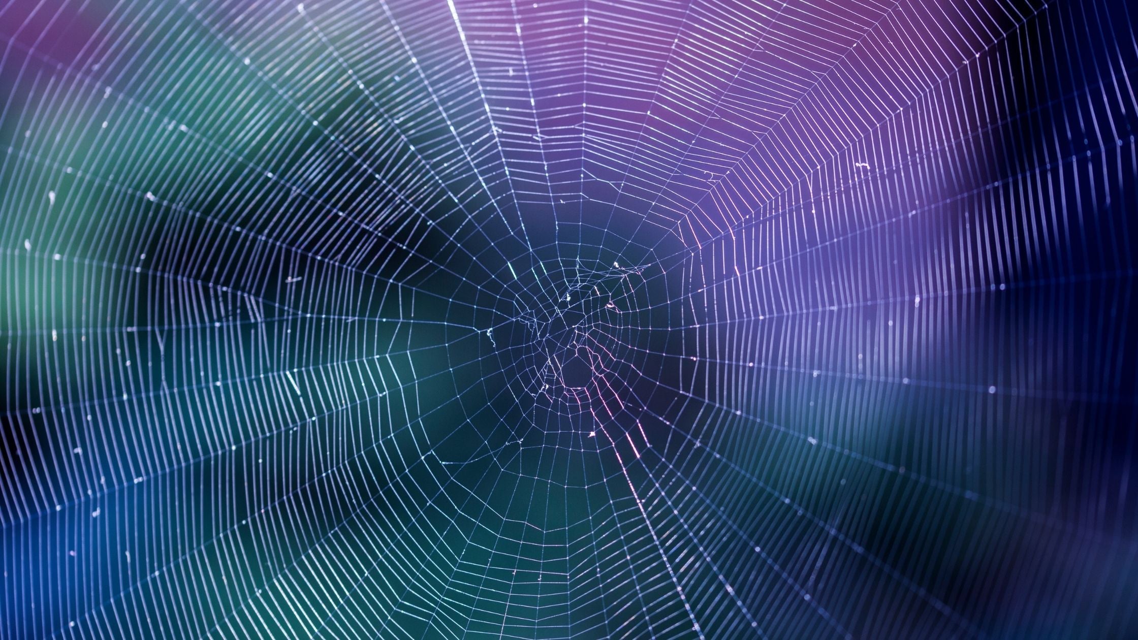 The Parable of the “Spider”